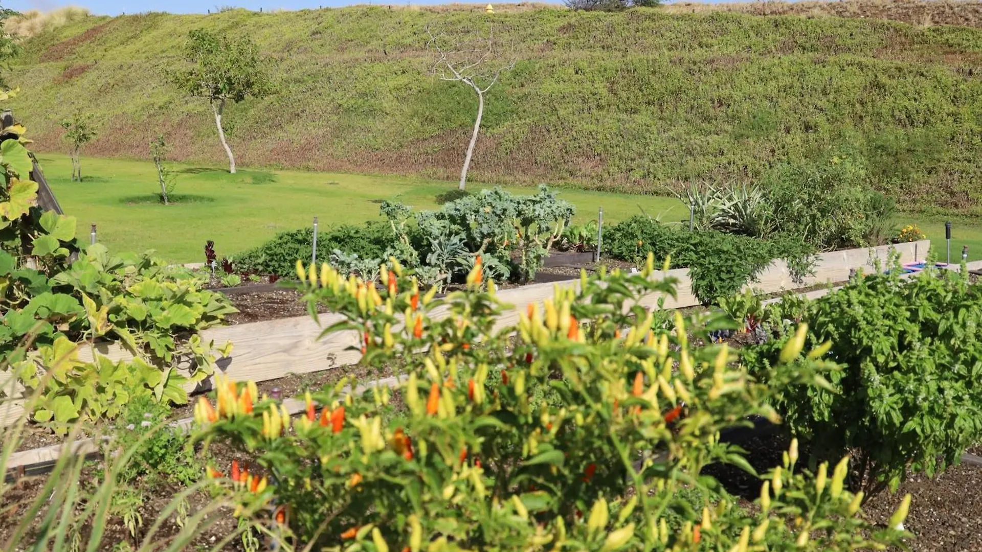 Blue Tranquility Luxurious Home In Private Community With Heated Private Pool Spa Detached Ohana Suite ワイメア 別荘